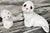 Vintage Oxford Maritime Seal Figures - A Pair For Sale - Image 12 of 18