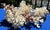 60-Piece Fine Seashell & Coral Collection For Sale - Image 15 of 18