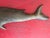 Realism Carved Plaque of Baleen Whale by Joe Yaiullo, Long Island Ny For Sale - Image 3 of 5