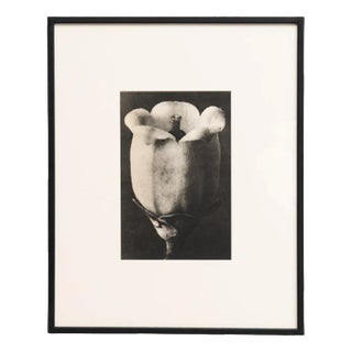Karl Blossfeldt, Natural Grace, 1942, Paper, Framed For Sale