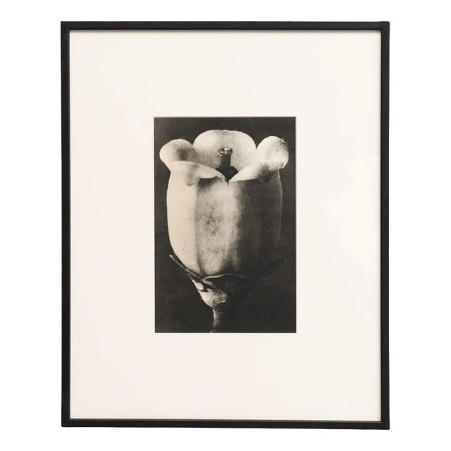 Karl Blossfeldt, Natural Grace, 1942, Paper, Framed For Sale
