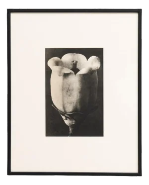 Karl Blossfeldt, Natural Grace, 1942, Paper, Framed