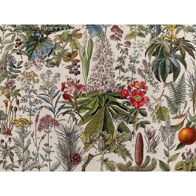 Demoulin Et Frères, Illustrated Plate on Medicinal Plants, 1920s, Engraving and Paper For Sale - Image 3 of 5