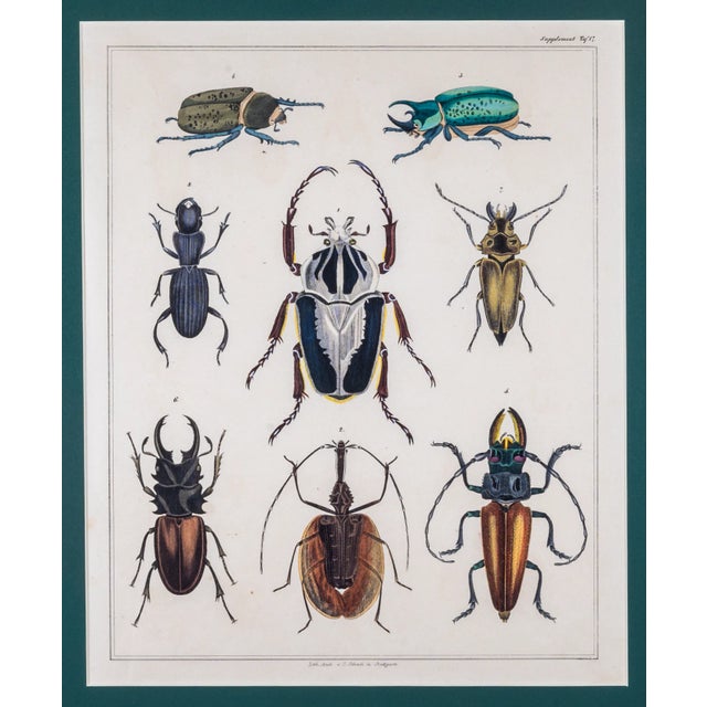 Early 20th Century Hand Painted Insect Species Lithographs, Framed - a Pair For Sale In New York - Image 6 of 6