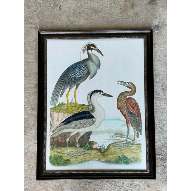 Vintage Audubon Print of Three Birds For Sale - Image 12 of 12