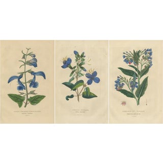 Drapiez, Colorful Flora, Hand-Colored Engravings, 1845, Set of 3 For Sale