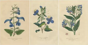 Drapiez, Colorful Flora, Hand-Colored Engravings, 1845, Set of 3
