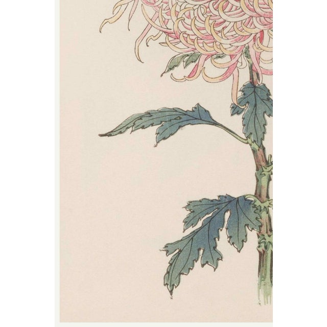 Pink Chrysanthemum, Vintage Japanese Botanical Art Print, 8" X 12" For Sale - Image 4 of 8