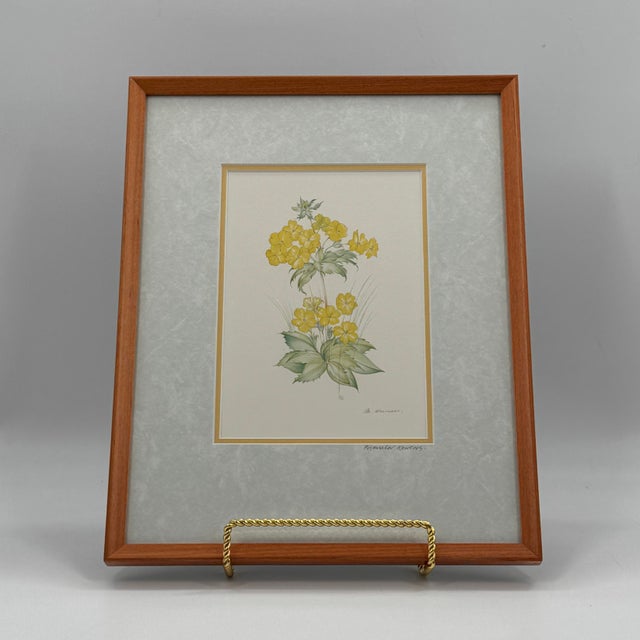 Paper Title: Vintage Margot Weemaes Primula Kewensis Botanical Print 1981 Framed For Sale - Image 7 of 11