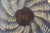 René Lalique "Ondes" Art Deco Opalescent Glass Bowl, 1930s For Sale - Image 10 of 12