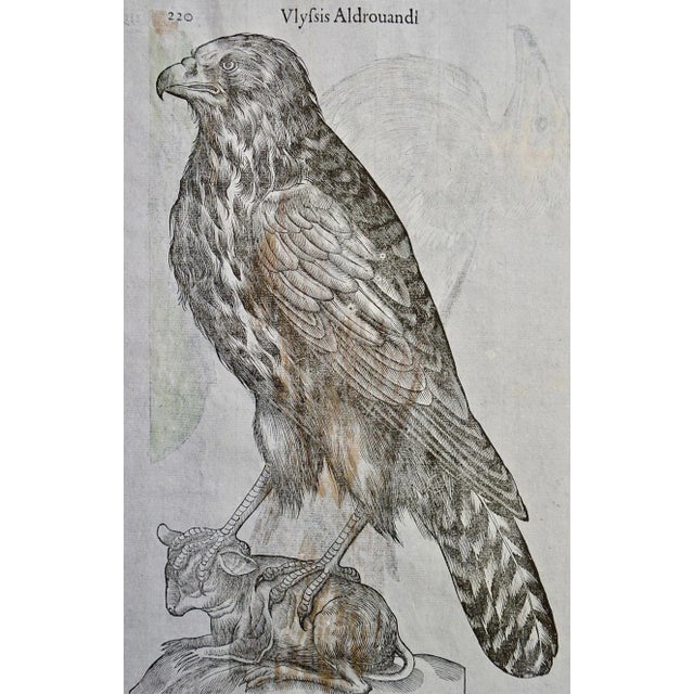 16th Century Bird of Prey: A 16th/17th Century Hand-Colored Engraving by Aldrovandi, 1599 For Sale - Image 5 of 6