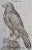 16th Century Bird of Prey: A 16th/17th Century Hand-Colored Engraving by Aldrovandi, 1599 For Sale - Image 5 of 6