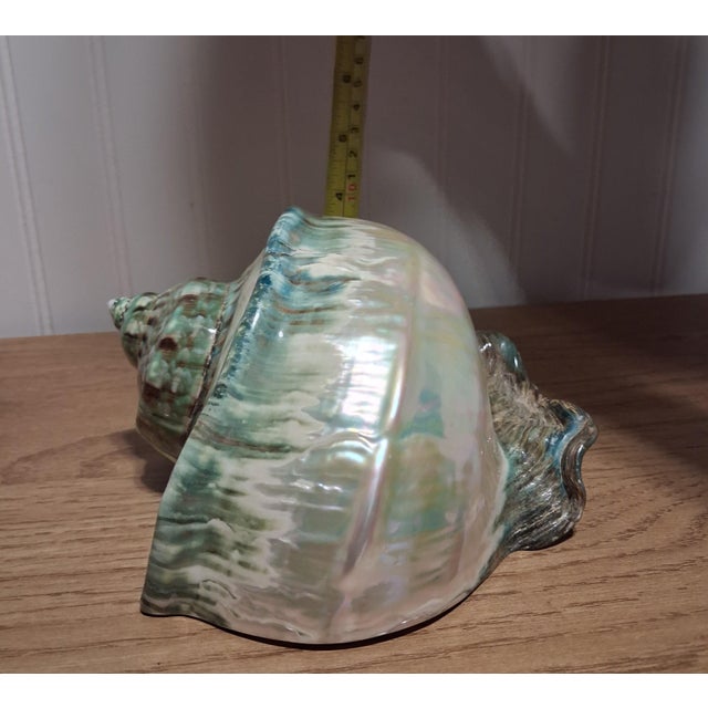 Large 7" Polished Green Turban Shell Marmoratus 4" Opening Pristine For Sale In West Palm - Image 6 of 8