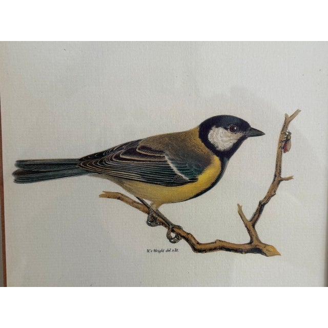 Ethan Allen Framed Antique Bird Print: Paris Major For Sale In Denver - Image 6 of 10