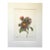 Vintage Pierre-Josephe Redouté Print in 14x18 Mat - Chinese Aster For Sale