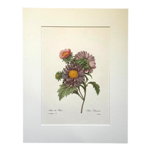 Vintage Pierre-Josephe Redouté Print in 14x18 Mat - Chinese Aster