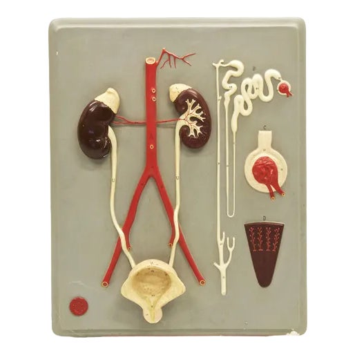 Vintage Scientific Educational Panel by Paravia Torino, 1960s For Sale