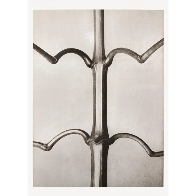 1995 Set of 6 Posters After Karl Blossfeldt's Photogravures, First Edition For Sale - Image 9 of 15