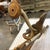 Mid 19th Century Pair of French 19th Century Carved Swan Sconces For Sale - Image 5 of 12