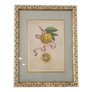 Antique Hand Colored Battista Engraving Botanical Plate 399 Avrantivm Virgatvm For Sale
