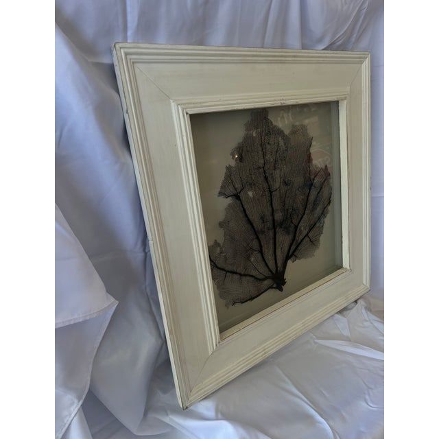 Contemporary Framed Natural Sea Fan For Sale - Image 3 of 6