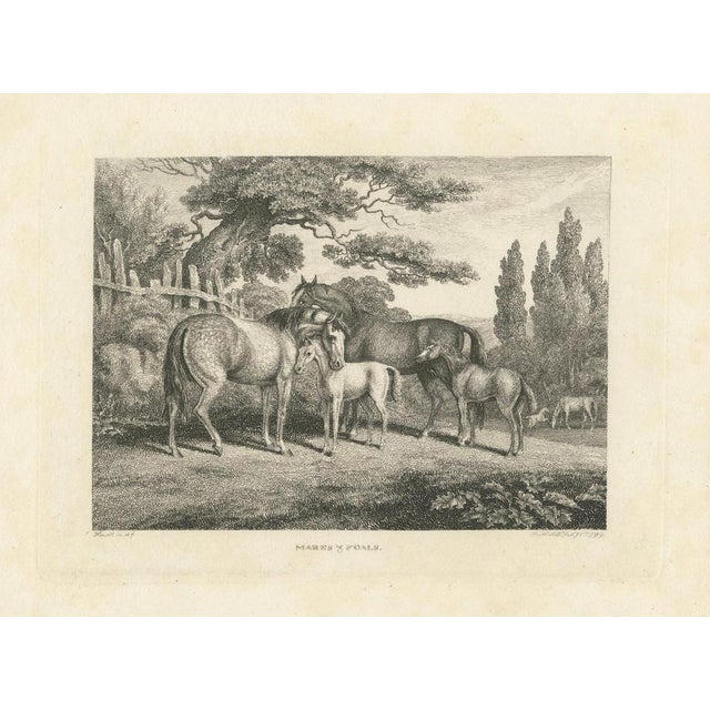 Samuel Howitt, Mares & Foals, 1799, Engraving For Sale - Image 9 of 9
