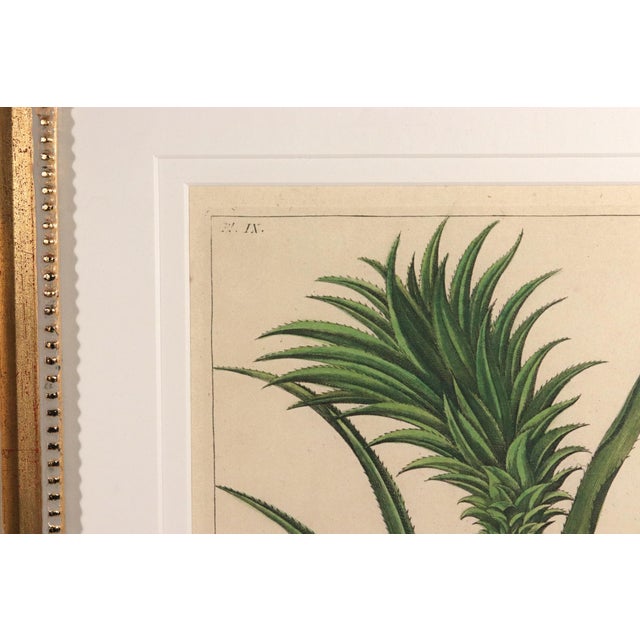 Traditional Botanical Hand-Colored Engraving of a Pineapple, Georg Eberhard Rumphius 1741–1750) For Sale - Image 3 of 8