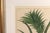 Traditional Botanical Hand-Colored Engraving of a Pineapple, Georg Eberhard Rumphius 1741–1750) For Sale - Image 3 of 8