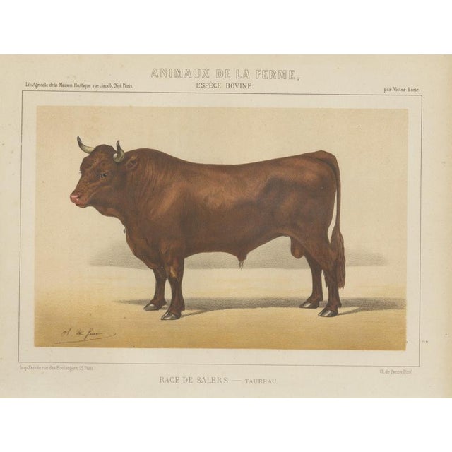 Borie, Salers Bull, French Cattle Breed, 1863, Chromolithograph For Sale - Image 9 of 9