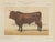 Borie, Salers Bull, French Cattle Breed, 1863, Chromolithograph For Sale - Image 9 of 9