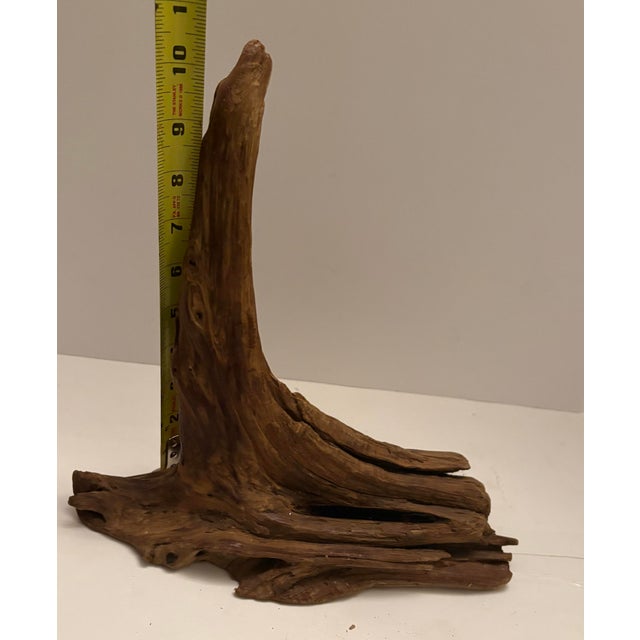 A striking organic root wood sculpture with beautiful natural movement, perfect as a sculptural accent for a coffee table,...