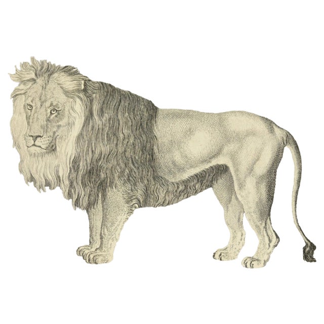 Jean Charles Baquoy, Le Lion, Etching, 1771 For Sale