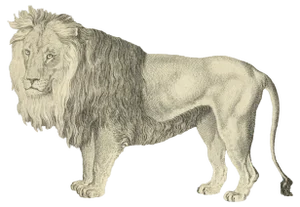 Jean Charles Baquoy, Le Lion, Etching, 1771
