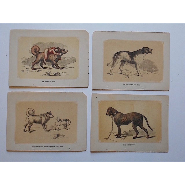 Cabin Antique Dog Lithographs - Set of 4 For Sale - Image 3 of 3