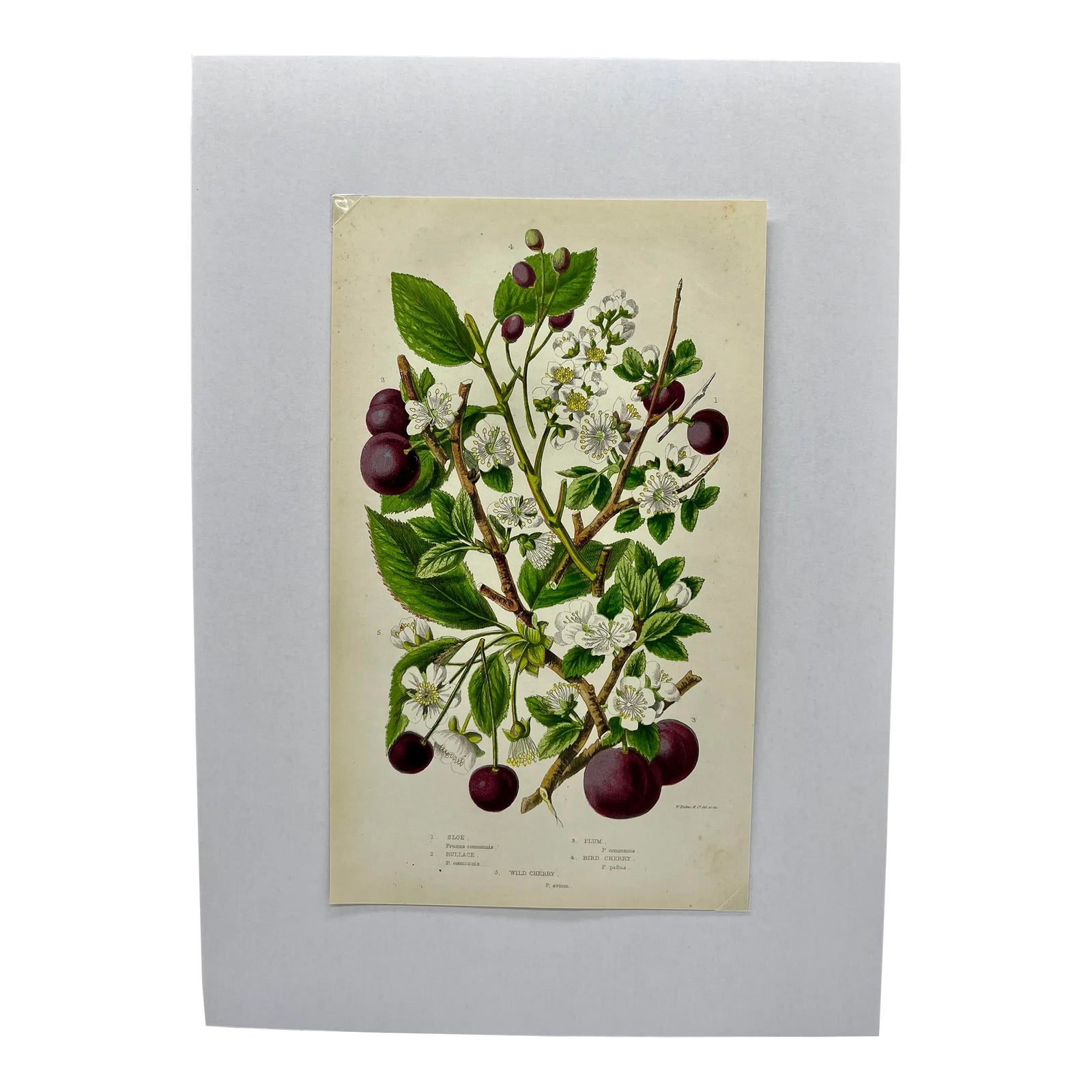 Antique W. Dickes & Co. Botanical Print From England Showcasing ...