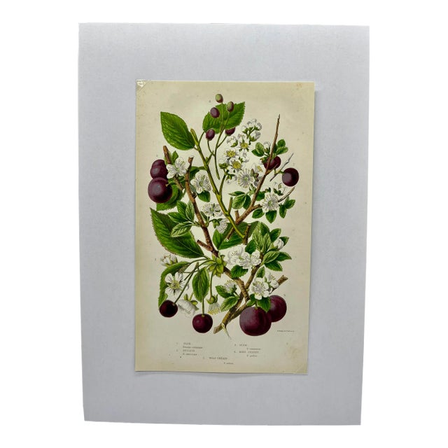 Antique W. Dickes & Co. Botanical Print From England Showcasing Varieties of Sloe, Plum, Cherry and Bullace Fruit - Circa 1870 For Sale