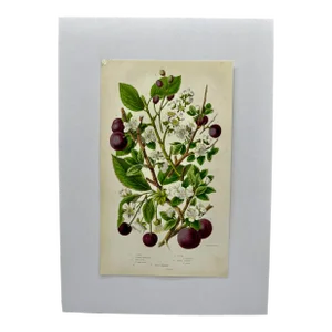 Antique W. Dickes & Co. Botanical Print From England Showcasing Varieties of Sloe, Plum, Cherry and Bullace Fruit - Circa 1870