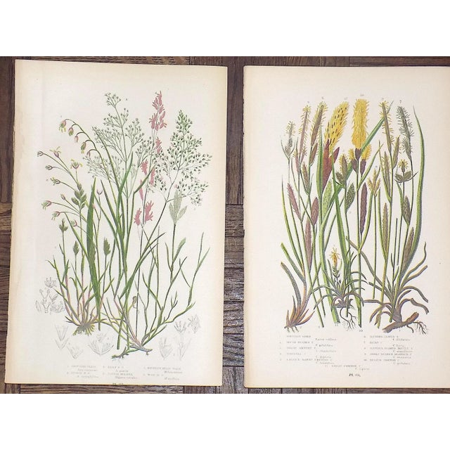19th Century Lithographs - Botanicals - Set of 12 For Sale In Cincinnati - Image 6 of 9