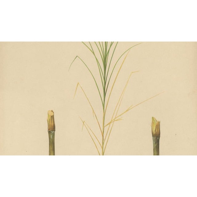Sugarcane, 1892, Paper For Sale - Image 3 of 10