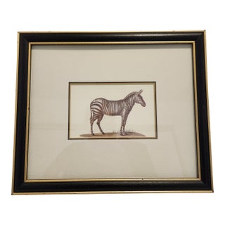 1990s Framed Zebra Natural History Style Print - Black & Gold Wood Frame For Sale
