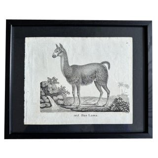 Biedermeier Artist, The Llama, 1831, Lithograph, Framed For Sale