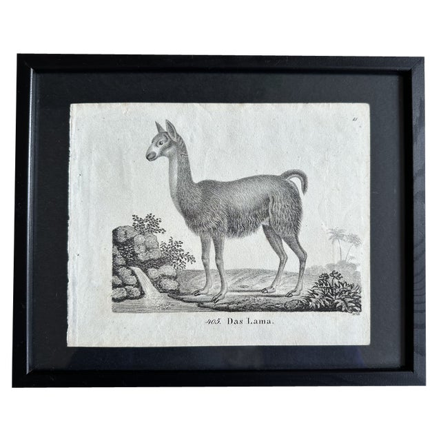 Biedermeier Artist, The Llama, 1831, Lithograph, Framed For Sale