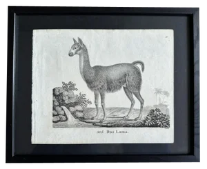 Biedermeier Artist, The Llama, 1831, Lithograph, Framed