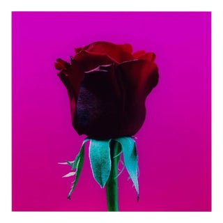 Elisabeth Montagnier, Elisabeth Montagnier Untitled, Vintage Red Rose #2 Mounted to Aluminum For Sale