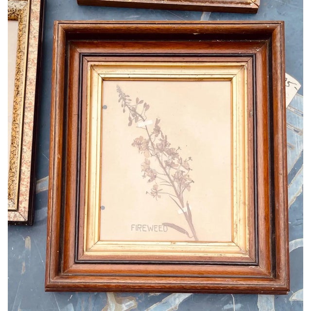 1930s Antique Pressed Wildflowers Botanical Herbarium Specimen 1936 Beautifully Displayed in 19th Century Gilt Walnut Frame For Sale - Image 5 of 5