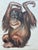 This pastel drawing represents an orangutan, the artist was able to accurately reproduce the animal by drawing but...