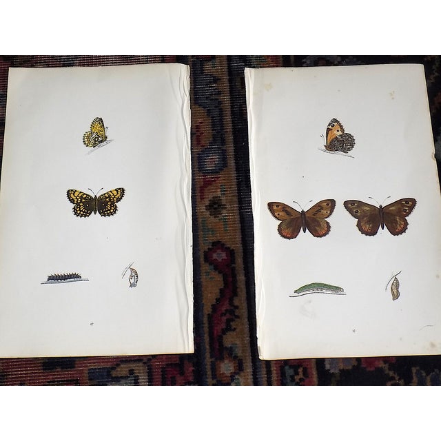 Mid 19th Century Antique 19th Century Hand Colored Butterfly Lithographs - Set of 12 For Sale - Image 5 of 12
