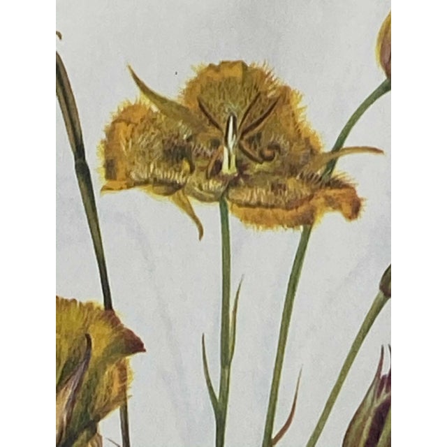 Yellow and Red Mariposa Botanical Double Sided Print Suitable for Framing For Sale - Image 4 of 7