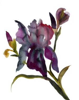 "Iris No. 204" Contemporary Original Botanical Flowers Watercolor Painting by Elizabeth Becker