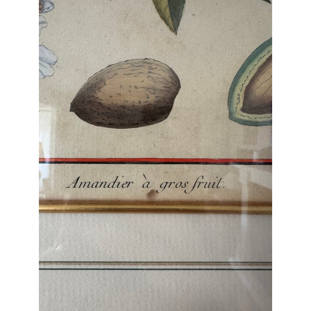 18th Century French Hand-Colored Botanical Fruit Engravings – Almond & Plum – Framed Pai For Sale In Baltimore - Image 6 of 9